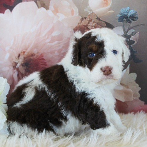 puppy, for, sale, Miniature Aussiedoodle, Amos  Smucker, dog, breeder, Kirkwood, PA, dog-breeder, puppy-for-sale, forsale, nearby, find, puppyfind, locator, puppylocator, aca