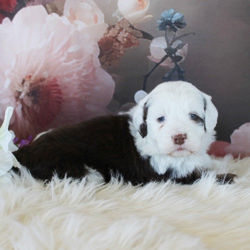 puppy, for, sale, Miniature Aussiedoodle, Amos  Smucker, dog, breeder, Kirkwood, PA, dog-breeder, puppy-for-sale, forsale, nearby, find, puppyfind, locator, puppylocator, aca