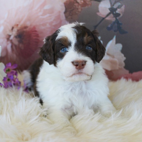 puppy, for, sale, Miniature Aussiedoodle, Amos  Smucker, dog, breeder, Kirkwood, PA, dog-breeder, puppy-for-sale, forsale, nearby, find, puppyfind, locator, puppylocator, aca