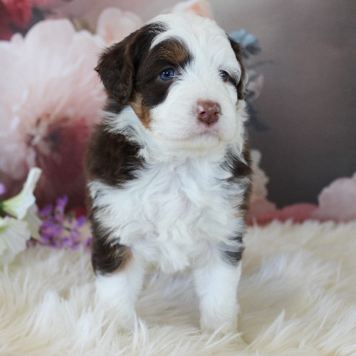 puppy, for, sale, Miniature Aussiedoodle, Amos  Smucker, dog, breeder, Kirkwood, PA, dog-breeder, puppy-for-sale, forsale, nearby, find, puppyfind, locator, puppylocator, aca