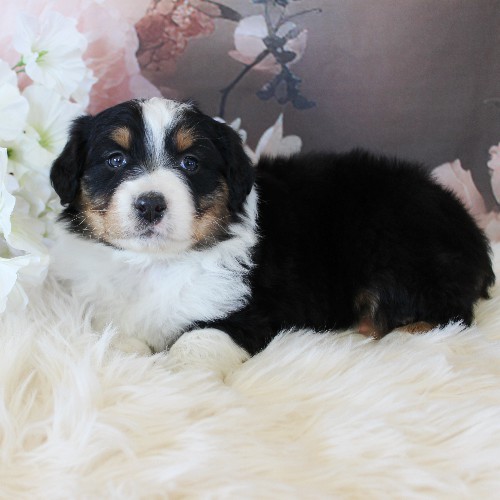 puppy, for, sale, Australian Shepherd, Amos  Smucker, dog, breeder, Kirkwood, PA, dog-breeder, puppy-for-sale, forsale, nearby, find, puppyfind, locator, puppylocator, aca