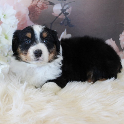 puppy, for, sale, Australian Shepherd, Amos  Smucker, dog, breeder, Kirkwood, PA, dog-breeder, puppy-for-sale, forsale, nearby, find, puppyfind, locator, puppylocator, aca