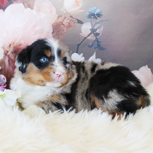 puppy, for, sale, Australian Shepherd, Amos  Smucker, dog, breeder, Kirkwood, PA, dog-breeder, puppy-for-sale, forsale, nearby, find, puppyfind, locator, puppylocator, aca