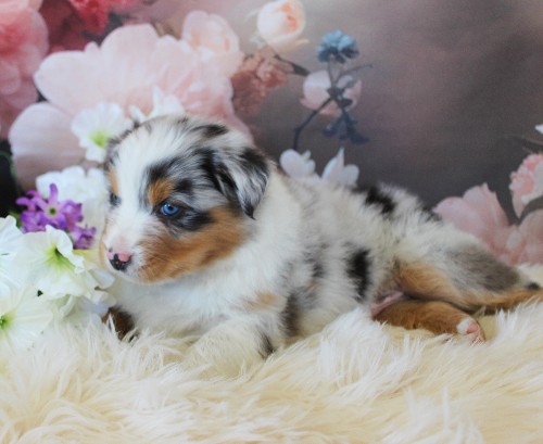 puppy, for, sale, Australian Shepherd, Amos  Smucker, dog, breeder, Kirkwood, PA, dog-breeder, puppy-for-sale, forsale, nearby, find, puppyfind, locator, puppylocator, aca