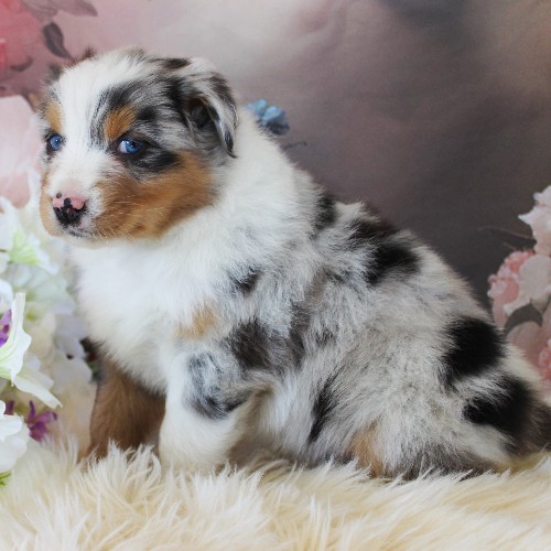 puppy, for, sale, Australian Shepherd, Amos  Smucker, dog, breeder, Kirkwood, PA, dog-breeder, puppy-for-sale, forsale, nearby, find, puppyfind, locator, puppylocator, aca