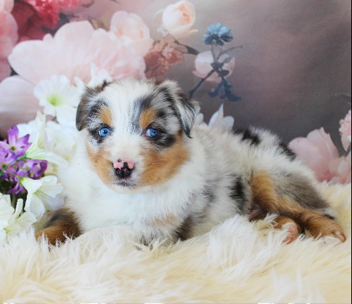 puppy, for, sale, Australian Shepherd, Amos  Smucker, dog, breeder, Kirkwood, PA, dog-breeder, puppy-for-sale, forsale, nearby, find, puppyfind, locator, puppylocator, aca