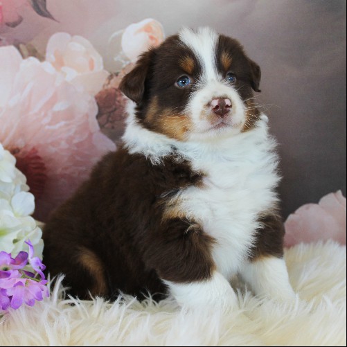 puppy, for, sale, Australian Shepherd, Amos  Smucker, dog, breeder, Kirkwood, PA, dog-breeder, puppy-for-sale, forsale, nearby, find, puppyfind, locator, puppylocator, aca