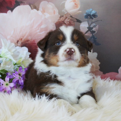 puppy, for, sale, Australian Shepherd, Amos  Smucker, dog, breeder, Kirkwood, PA, dog-breeder, puppy-for-sale, forsale, nearby, find, puppyfind, locator, puppylocator, aca