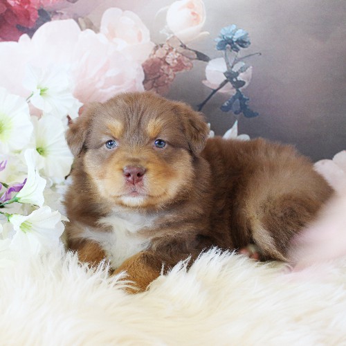 puppy, for, sale, Australian Shepherd, Amos  Smucker, dog, breeder, Kirkwood, PA, dog-breeder, puppy-for-sale, forsale, nearby, find, puppyfind, locator, puppylocator, aca