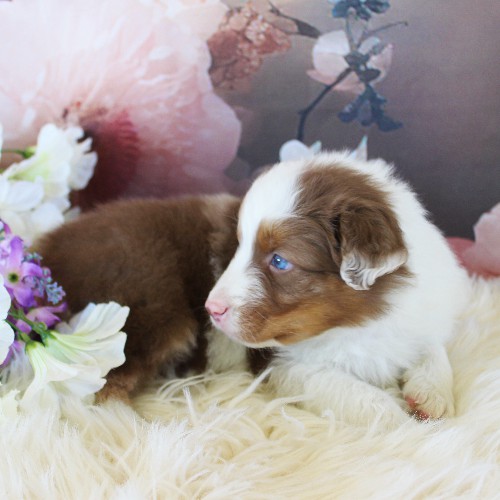 puppy, for, sale, Australian Shepherd, Amos  Smucker, dog, breeder, Kirkwood, PA, dog-breeder, puppy-for-sale, forsale, nearby, find, puppyfind, locator, puppylocator, aca