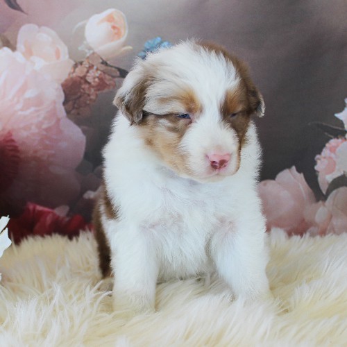 puppy, for, sale, Australian Shepherd, Amos  Smucker, dog, breeder, Kirkwood, PA, dog-breeder, puppy-for-sale, forsale, nearby, find, puppyfind, locator, puppylocator, aca