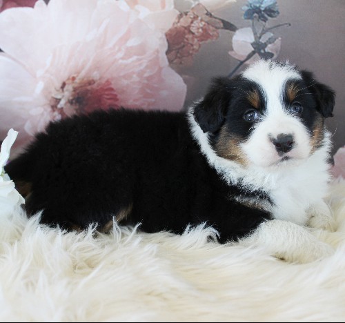 puppy, for, sale, Australian Shepherd, Amos  Smucker, dog, breeder, Kirkwood, PA, dog-breeder, puppy-for-sale, forsale, nearby, find, puppyfind, locator, puppylocator, aca