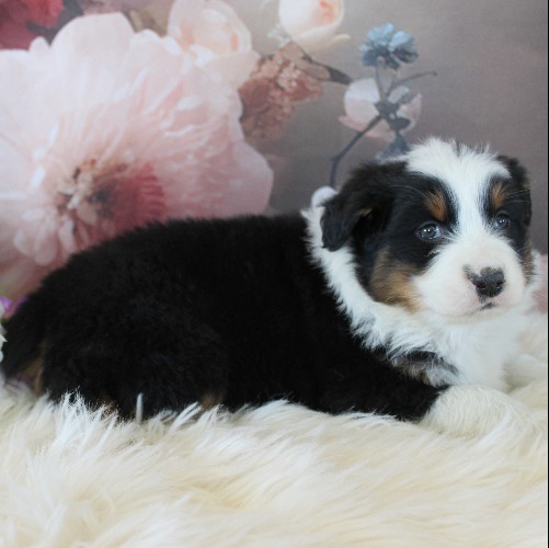 puppy, for, sale, Australian Shepherd, Amos  Smucker, dog, breeder, Kirkwood, PA, dog-breeder, puppy-for-sale, forsale, nearby, find, puppyfind, locator, puppylocator, aca