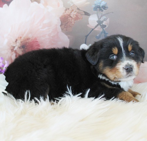 puppy, for, sale, Australian Shepherd, Amos  Smucker, dog, breeder, Kirkwood, PA, dog-breeder, puppy-for-sale, forsale, nearby, find, puppyfind, locator, puppylocator, aca