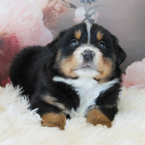 puppy, for, sale, Australian Shepherd, Amos  Smucker, dog, breeder, Kirkwood, PA, dog-breeder, puppy-for-sale, forsale, nearby, find, puppyfind, locator, puppylocator, aca