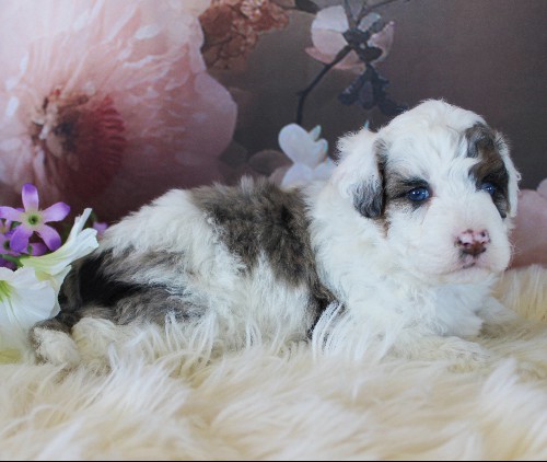 puppy, for, sale, Miniature Aussiedoodle, Amos  Smucker, dog, breeder, Kirkwood, PA, dog-breeder, puppy-for-sale, forsale, nearby, find, puppyfind, locator, puppylocator, aca