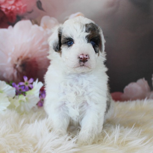 puppy, for, sale, Miniature Aussiedoodle, Amos  Smucker, dog, breeder, Kirkwood, PA, dog-breeder, puppy-for-sale, forsale, nearby, find, puppyfind, locator, puppylocator, aca