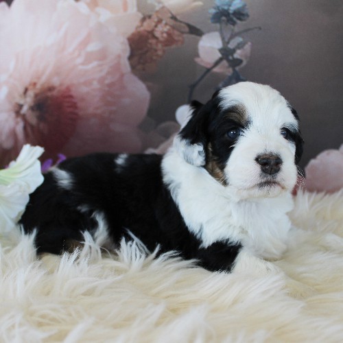 puppy, for, sale, Miniature Aussiedoodle, Amos  Smucker, dog, breeder, Kirkwood, PA, dog-breeder, puppy-for-sale, forsale, nearby, find, puppyfind, locator, puppylocator, aca