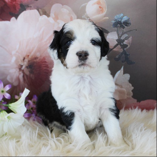 puppy, for, sale, Miniature Aussiedoodle, Amos  Smucker, dog, breeder, Kirkwood, PA, dog-breeder, puppy-for-sale, forsale, nearby, find, puppyfind, locator, puppylocator, aca