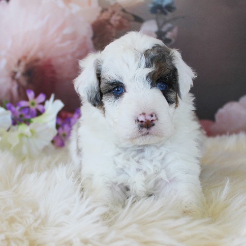 puppy, for, sale, Miniature Aussiedoodle, Amos  Smucker, dog, breeder, Kirkwood, PA, dog-breeder, puppy-for-sale, forsale, nearby, find, puppyfind, locator, puppylocator, aca