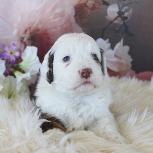 puppy, for, sale, Miniature Aussiedoodle, Amos  Smucker, dog, breeder, Kirkwood, PA, dog-breeder, puppy-for-sale, forsale, nearby, find, puppyfind, locator, puppylocator, aca