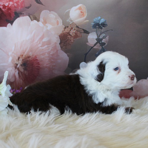 puppy, for, sale, Miniature Aussiedoodle, Amos  Smucker, dog, breeder, Kirkwood, PA, dog-breeder, puppy-for-sale, forsale, nearby, find, puppyfind, locator, puppylocator, aca