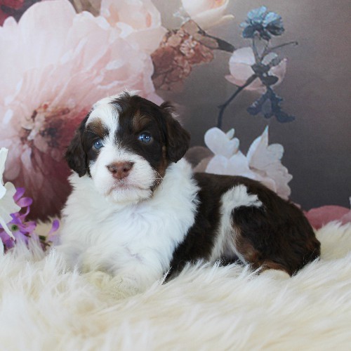 puppy, for, sale, Miniature Aussiedoodle, Amos  Smucker, dog, breeder, Kirkwood, PA, dog-breeder, puppy-for-sale, forsale, nearby, find, puppyfind, locator, puppylocator, aca