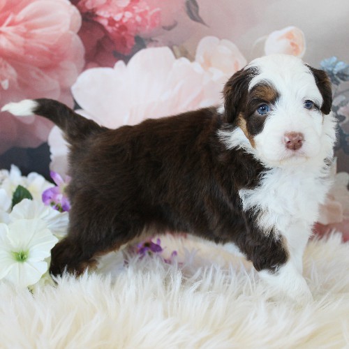 puppy, for, sale, Miniature Aussiedoodle, Amos  Smucker, dog, breeder, Kirkwood, PA, dog-breeder, puppy-for-sale, forsale, nearby, find, puppyfind, locator, puppylocator, aca