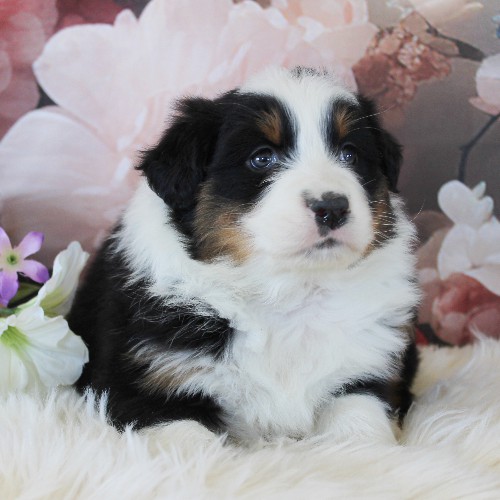 puppy, for, sale, Australian Shepherd, Amos  Smucker, dog, breeder, Kirkwood, PA, dog-breeder, puppy-for-sale, forsale, nearby, find, puppyfind, locator, puppylocator, aca