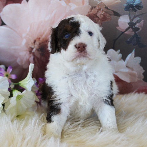 puppy, for, sale, Miniature Aussiedoodle, Amos  Smucker, dog, breeder, Kirkwood, PA, dog-breeder, puppy-for-sale, forsale, nearby, find, puppyfind, locator, puppylocator, aca